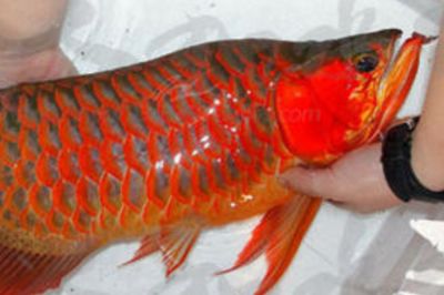 天价红龙鱼500万：新加坡国际鱼展红龙鱼市场价格红龙鱼价格多少钱一条 龙鱼百科 第3张