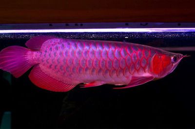 蓝底龙鱼用什么颜色的灯光好看：蓝底龙鱼在灯光选择上应注重光线强度和均匀性 龙鱼百科 第2张