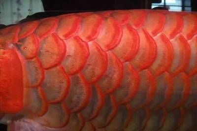 红龙鱼鳞底怎么看：红龙鱼鳞底的颜色和特征 龙鱼百科 第3张