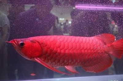 红龙鱼鳞底怎么看：红龙鱼鳞底的颜色和特征 龙鱼百科 第2张