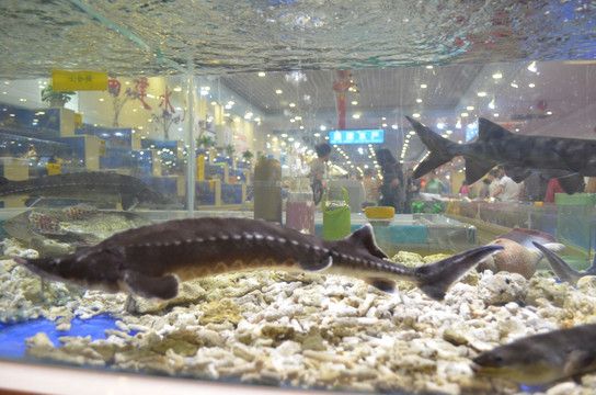 克拉玛依龙鱼专卖店：克拉玛依龙鱼市场价格 龙鱼百科 第2张