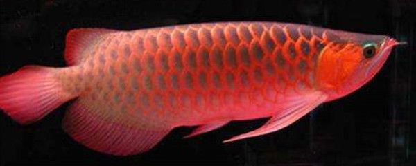 红龙鱼多长时间变色一次：红龙鱼多长时间发色一次 龙鱼百科 第3张