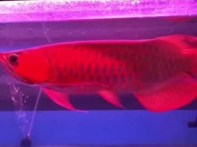 红细胞龙鱼简介：红细胞龙鱼是一种什么样的鱼？ 龙鱼百科 第2张