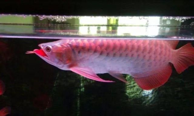 红细胞龙鱼简介：红细胞龙鱼是一种什么样的鱼？ 龙鱼百科 第3张
