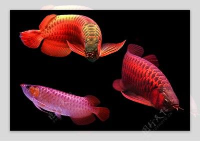 50厘米红龙鱼用什么背景好看点：50厘米的红龙鱼选择合适的背景颜色是非常重要的 龙鱼百科 第2张