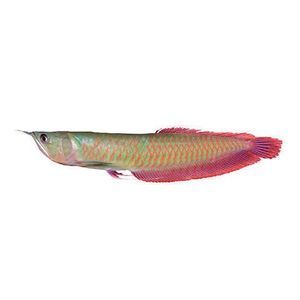 红眼金龙鱼价格：红眼金龙鱼价格并没有一个确切的数字，红眼金龙鱼价格水平 龙鱼百科 第2张