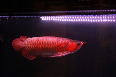 红龙鱼上色用多少色温的灯光：红龙鱼上色使用灯光的选择 龙鱼百科 第1张