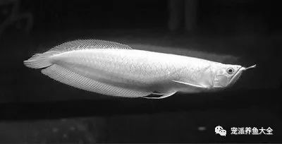 白色龙鱼漂亮：养殖白色龙鱼需要注意些事项，白色龙鱼价格高达315000元一尾 龙鱼百科 第2张
