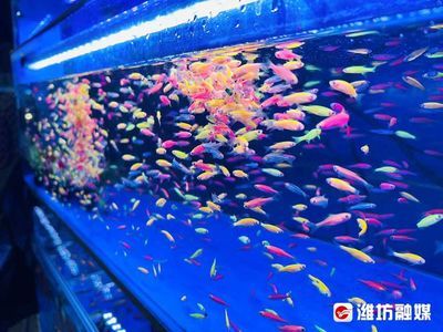 金龙鱼水族馆北一路：关于“金龙鱼水族馆北一路”的信息