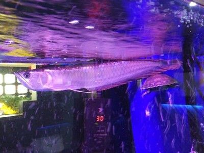 金龙鱼水族馆北一路：关于“金龙鱼水族馆北一路”的信息