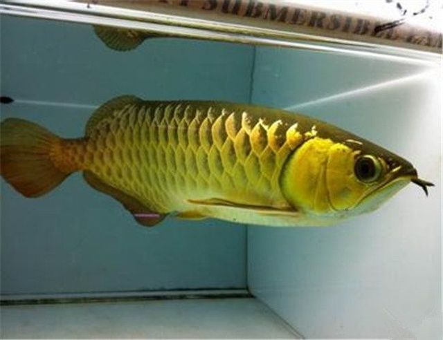 最贵的金龙鱼品种排名：最贵的金龙鱼品种排行榜 龙鱼百科 第3张