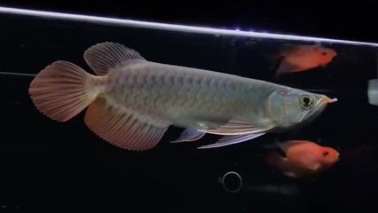 小红龙鱼用什么颜色的灯光：小红龙鱼用什么颜色的灯光适合小红龙鱼的灯光时需要考虑多个因素 龙鱼百科 第2张