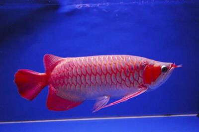 好的红龙鱼品牌排行榜有哪些：京东自营红龙鱼品牌评价 龙鱼百科 第1张
