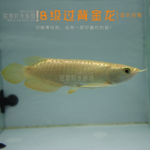 观赏鱼金龙鱼批发：中国最早一批做进口龙鱼的公司之一金龙鱼批发商地址