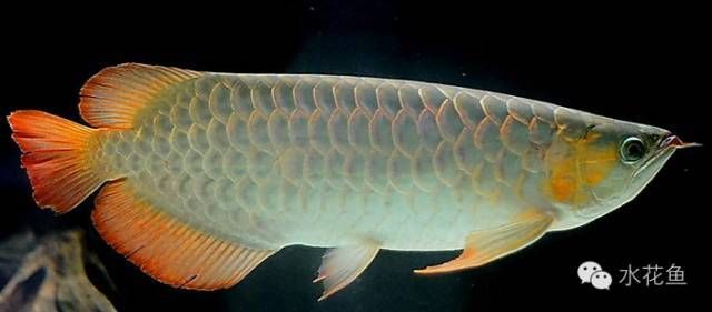 金龙鱼体积：关于金龙鱼体积的一些详细信息