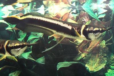 黑龙鱼吃什么食物为主：黑龙鱼是肉食性鱼类，其主要食物是以活动的小鱼虾为主