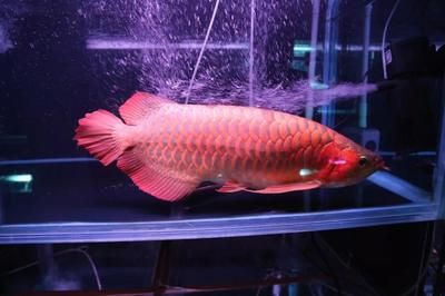 红龙鱼上色白天用灯还是晚上用灯好：红龙鱼的上色时间和灯光使用有着密切关系，红龙鱼的使用时长密切 龙鱼百科 第2张