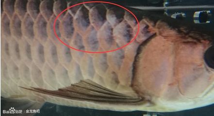 龙鱼背上的鳞片发白：龙鱼背上的鳞片发白可能是由于多种原因引起的，以下几种可能 龙鱼百科 第1张