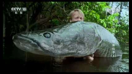 巨骨舌鱼吃龙鱼吗：巨骨舌鱼和龙鱼之间的关系， 龙鱼百科 第1张