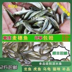 龙鱼不爱吃冻泥鳅吗：龙鱼不爱吃冻泥鳅吗， 龙鱼百科 第2张