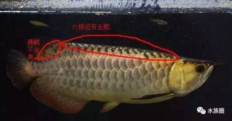金龙鱼的珠鳞怎么看品相：金龙鱼珠鳞观察的几个要点，金龙鱼的珠鳞怎么看品相