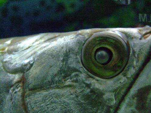 龙鱼眼睛凹陷还有救吗：龙鱼眼睛凹陷是由于环境变差、细菌感染、内脏发炎等原因引起的 龙鱼百科 第2张