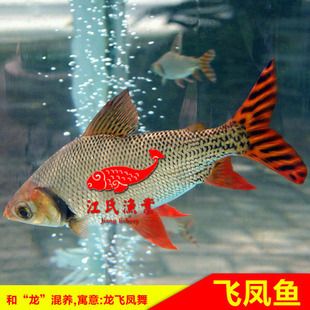 金龙鱼的最佳配鱼是什么鱼：金龙鱼的最佳配fish是什么鱼