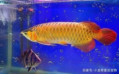 金龙鱼最佳水温：金龙鱼最佳水温范围是24-29℃，但为了确保金龙鱼的健康和舒适