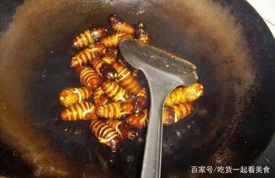 金龙鱼能吃蚕蛹吗：金龙鱼可以吃蚕蛹吗蚕蛹适合人类食用吗