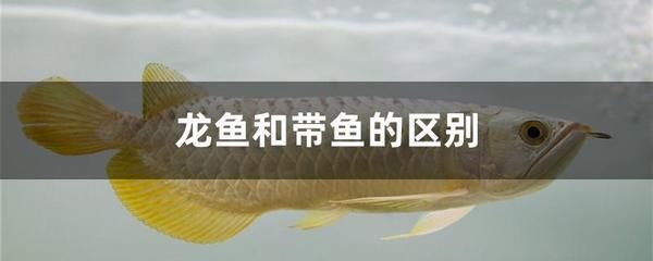 龙鱼浮在水面角落不动怎么办：龙鱼浮在水面角落不动怎么办龙鱼浮在水面角落不动怎么办 龙鱼百科 第3张