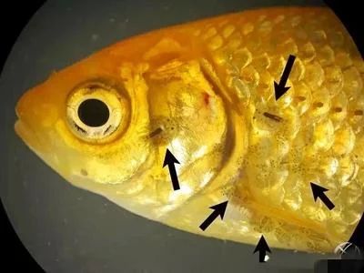 龙鱼的身体部位图解：龙鱼的身体部位图解和具体的生物学知识 龙鱼百科 第2张