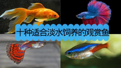 常见淡水观赏鱼的种类和特点是什么：常见淡水观赏鱼的种类和特点 龙鱼百科 第2张