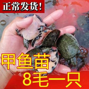 龙鱼喂甲鱼的好处：龙鱼喂食甲鱼可以获得多种营养益处龙鱼喂甲鱼的好处 龙鱼百科 第3张