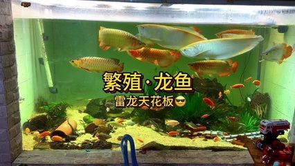 和龙鱼混养的龟：哪些龟类可以和龙鱼混养？ 龙鱼百科 第3张