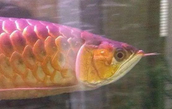 龙鱼多大发色停止繁殖：响龙鱼繁殖龙鱼发色过程龙鱼发色过程