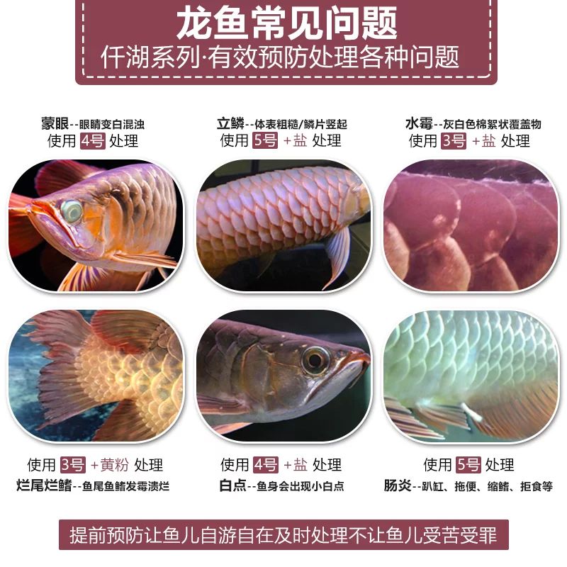 龙鱼掉鳞片用什么药：龙鱼掉鳞片用什么药治疗 龙鱼百科 第1张