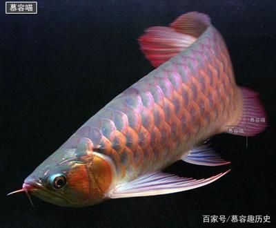 龙鱼可以吃泥鳅吗？：龙鱼可以吃泥鳅吗 龙鱼百科 第2张