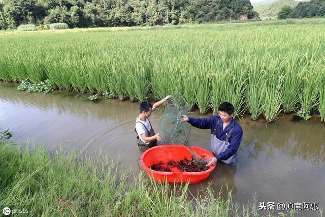 鱼头龙尾纹身图案：鱼食可以作为龙虾的饲料之一吗？