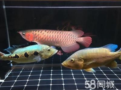 红龙鱼一般能长多大的缸：红龙鱼一般能长多大的缸， 龙鱼百科 第1张