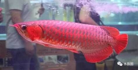 红龙鱼一般能长多大的缸：红龙鱼一般能长多大的缸， 龙鱼百科 第3张