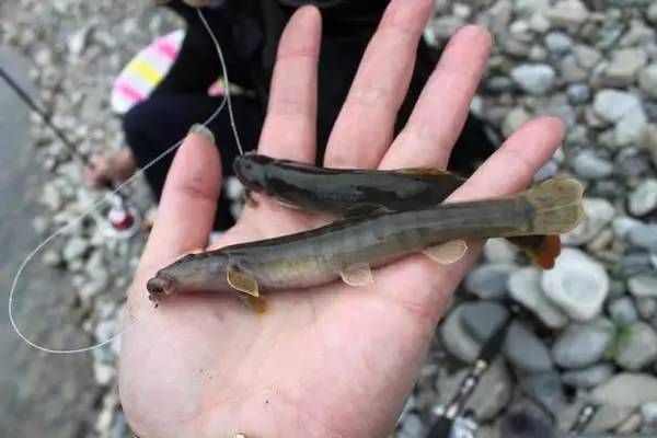 泥鳅喂龙鱼：喂食泥鳅前需要对泥鳅进行适当的处理，为了保证龙鱼的健康