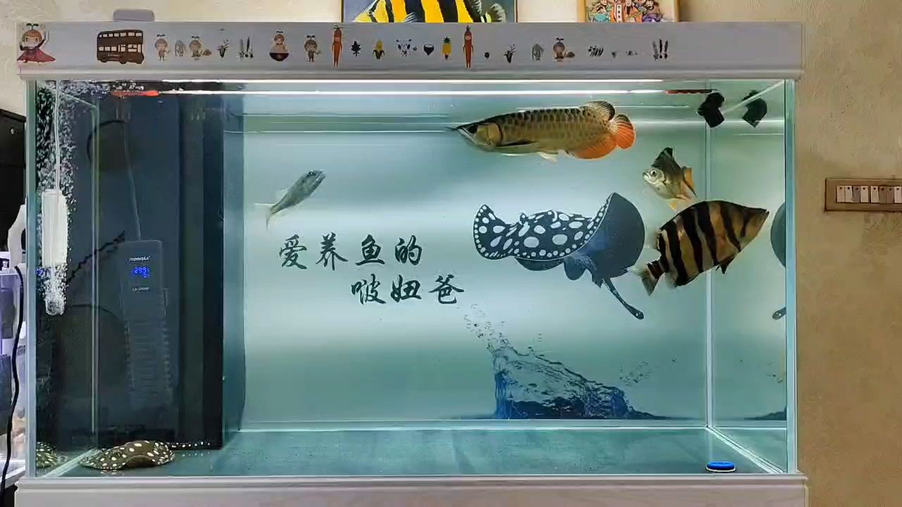 养鱼日记：龙虎魟空气缸 观赏鱼论坛