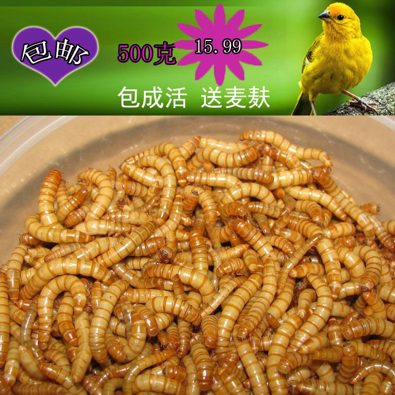 龙鱼吃大麦虫好吗怎么喂食：龙鱼吃大麦虫好吗