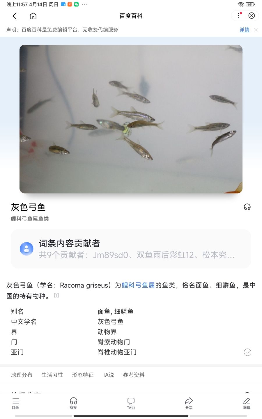 去湖里抓鱼：我就去湖边抓了一些鱼，生命力很强，我把他们统一叫做小灰 观赏鱼论坛 第2张