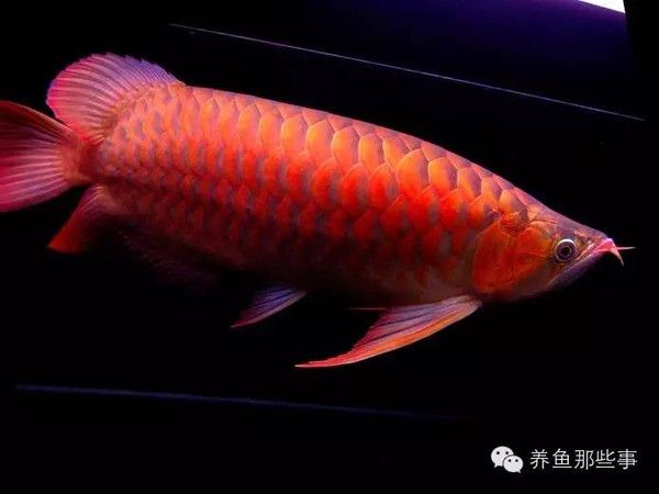 红龙鱼发色灯用白光还是红光：红龙鱼发色灯使用的一些建议 龙鱼百科 第2张