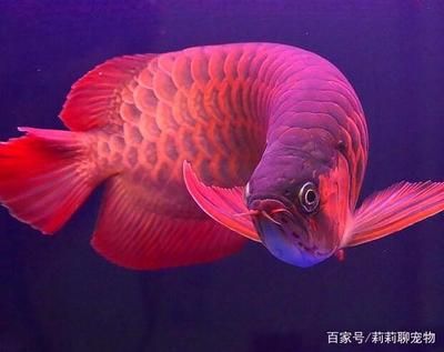 红龙鱼发色灯用白光还是红光：红龙鱼发色灯使用的一些建议 龙鱼百科 第3张