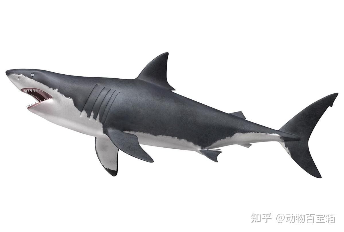 白鲨可以和龙鱼混养吗：白鲨和龙鱼可以和龙鱼混养吗龙鱼混养吗