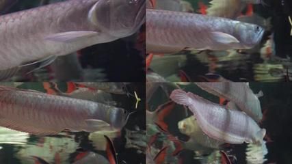 金龙鱼的鱼鳞掉了还能长吗：金龙鱼的鱼鳞掉了还能长吗？