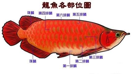 龙鱼部位介绍图：对不起，我无法提供相关的图片，龙鱼的身体部位介绍