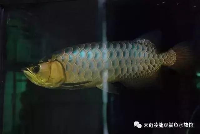 金龙鱼蓝色鳞片：金龙鱼的蓝色鳞片是一种特殊的形态特征